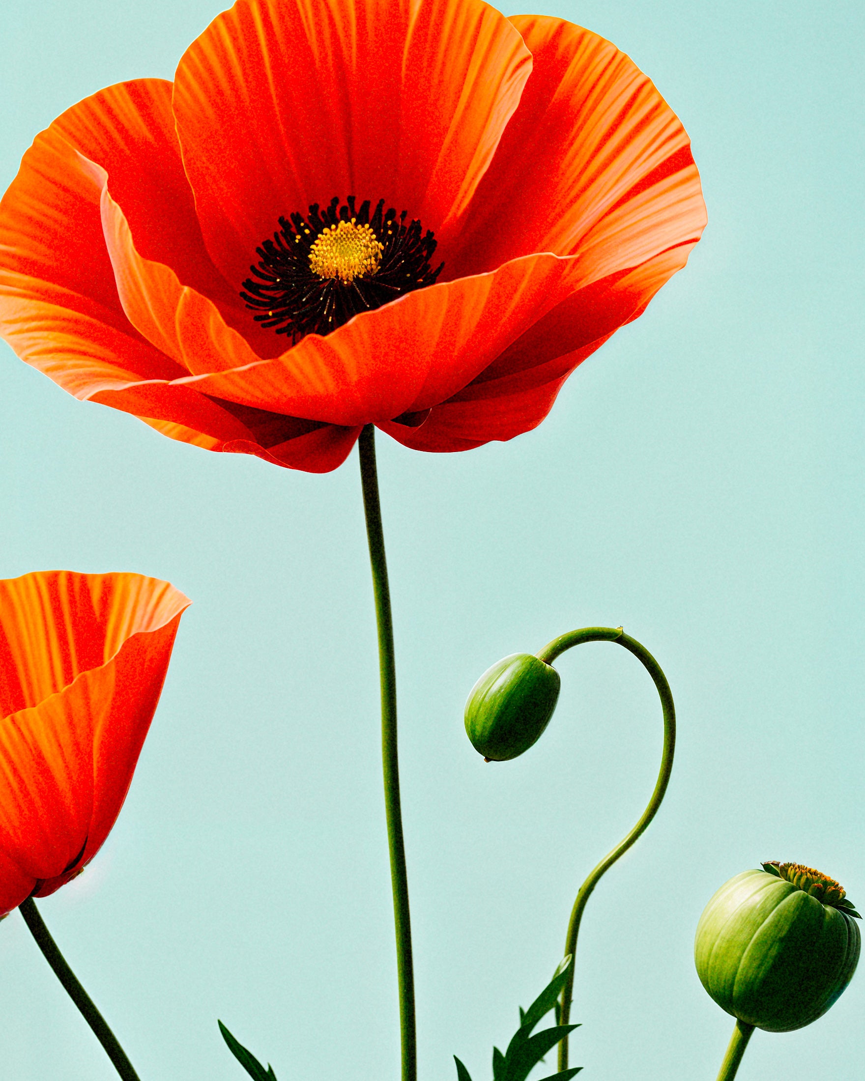 Mohnblumen 02 - posters