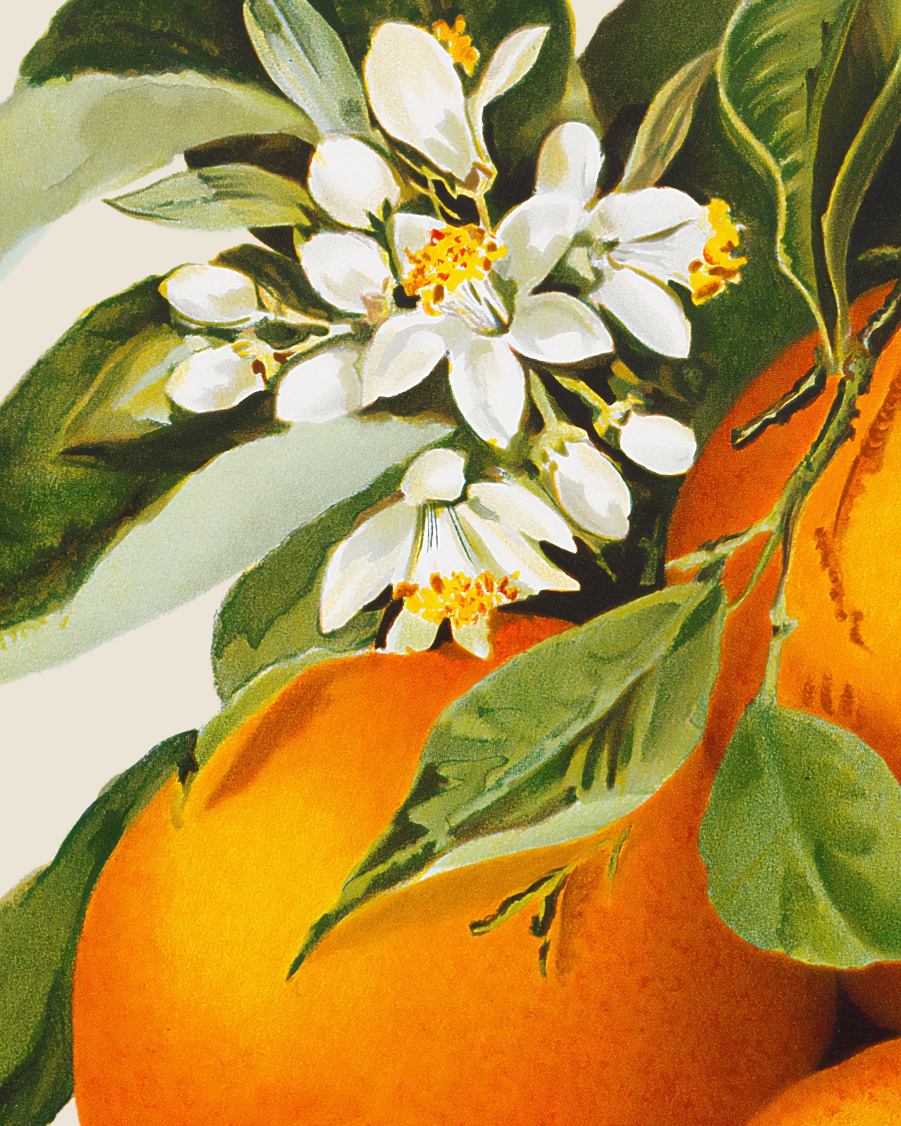 Poster mit Orangenmotiv