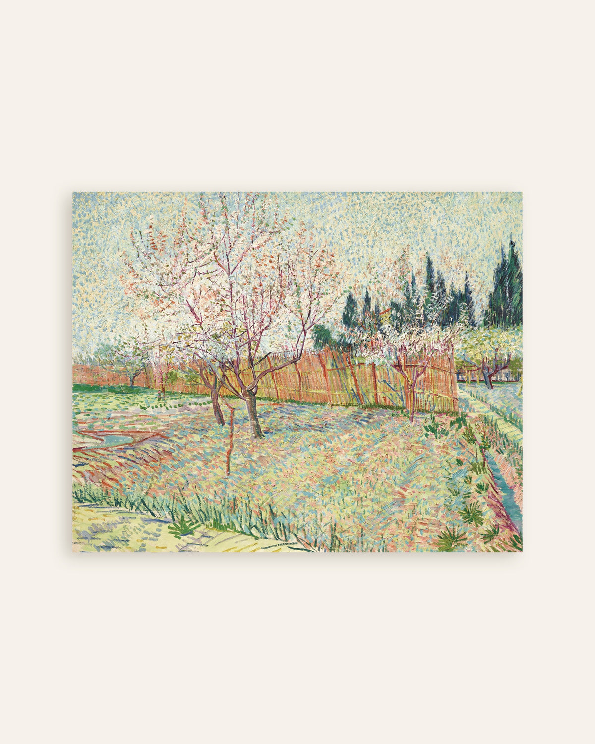Poster mit Obstgarten mit Zypressen (1888) von Vincent van Gogh, als Miniaturansicht