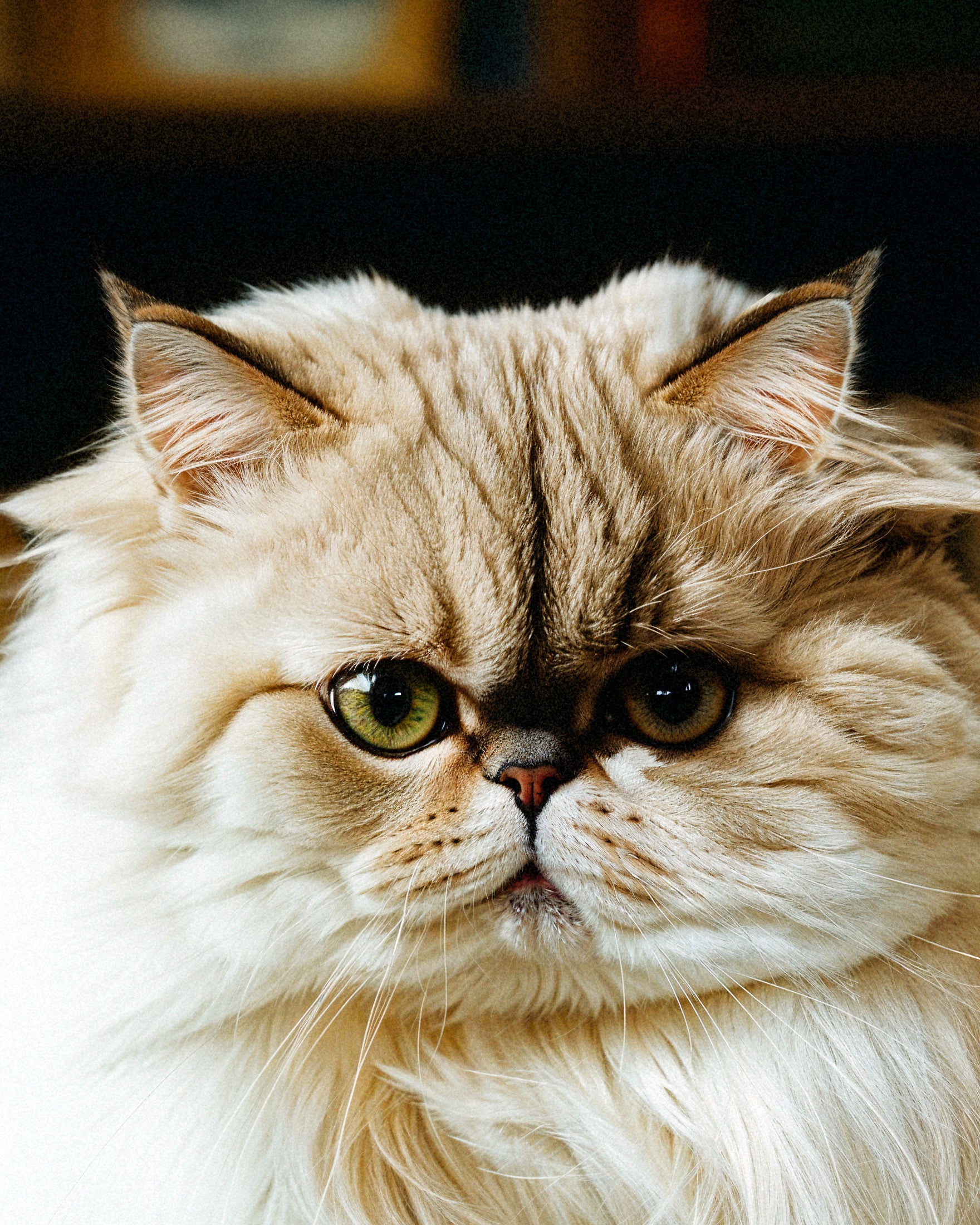Eine Perserkatze - poster