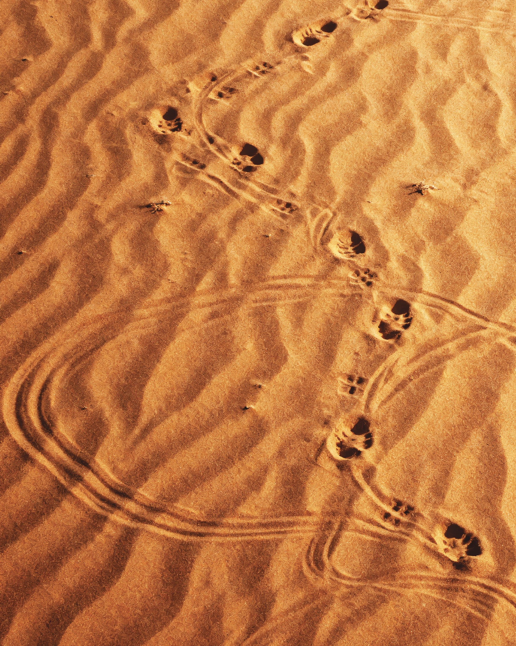 Dune Sandwalk, Spuren im Wüstensand Poster